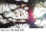 Alder tree branches are in bright sunlight, close up photo. Стоковое фото, фотограф EugeneSergeev / Фотобанк Лори