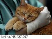 An orange tabby cat sleeps comfortably while receiving care from a veterinarian. Стоковое AI-изображение, AI-художник Елена Старчак / Фотобанк Лори