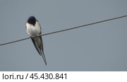 Деревенская ласточка или ласточка-касатка Hirundo rustica. Стоковое видео, видеограф Александр Мамонтов / Фотобанк Лори