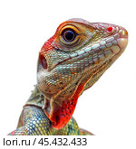 Colorful lizard posing on white background, showing its scales and skin. Стоковое AI-изображение, AI-художник Иван Рябоконь / Фотобанк Лори