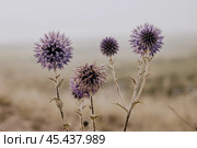Фиолетовые растения в природной среде Мордовник обыкновенный. Стоковое фото, фотограф Богдан Голованов / Фотобанк Лори