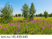 Кипрей узколистный, Иван-Чай - (Epilobium angustifolium) на большой поляне. Новосибирская область, Западная Сибирь. Стоковое фото, фотограф Евгений Мухортов / Фотобанк Лори