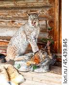 Stuffed wild lynx with a partridge in its paws. Стоковое фото, фотограф FotograFF / Фотобанк Лори