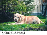 Adorable fawn Labrador on the grass gnaws on a stick. Recreation, Garden. Стоковое фото, фотограф Ольга Ильина / Фотобанк Лори