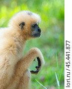 The yellow gibbon Nomascus gabriellae sits on the grass and looks into the distance (2024 год). Стоковое фото, фотограф Игорь Кляхин / Фотобанк Лори