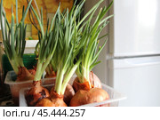 Growing green onions at home. Стоковое фото, фотограф Бондарева Елена / Фотобанк Лори