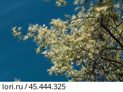 Лох серебристый (Elaeagnus commutata) – кустарник семейства Лоховые (Elaeagnaceae) в период цветения. Стоковое фото, фотограф Евгений Мухортов / Фотобанк Лори