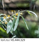 Лох серебристый (Elaeagnus commutata) – кустарник семейства Лоховые (Elaeagnaceae) в период цветения. Стоковое фото, фотограф Евгений Мухортов / Фотобанк Лори