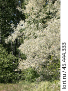 Лох серебристый (Elaeagnus commutata) – кустарник семейства Лоховые (Elaeagnaceae) в период цветения. Стоковое фото, фотограф Евгений Мухортов / Фотобанк Лори