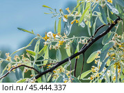 Лох серебристый (Elaeagnus commutata) – кустарник семейства Лоховые (Elaeagnaceae) в период цветения. Стоковое фото, фотограф Евгений Мухортов / Фотобанк Лори