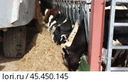 Feeding cows in barn using a tractor - hay is distributed automatically. Стоковое видео, видеограф Яков Филимонов / Фотобанк Лори