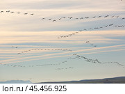 Group of common cranes (Grus) flying in Laguna de Gallocanta. Стоковое фото, фотограф Яков Филимонов / Фотобанк Лори