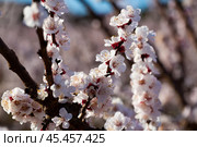 Apricot tree flowers on sky background. Стоковое фото, фотограф Яков Филимонов / Фотобанк Лори
