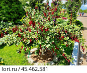 Красная смородина (Ribes rubrum) на кусте. Стоковое фото, фотограф Владимир Шипикин / Фотобанк Лори