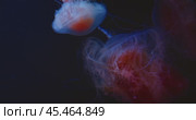 Detailed red and blue jellyfish showcasing inner organs and intricate tentacles in dark water. Стоковое видео, видеограф Ольга Сухарева / Фотобанк Лори