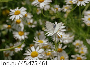 Бабочка в ромашках. Стоковое фото, фотограф Анна Каменева / Фотобанк Лори