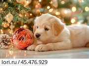 Щенок играет у новогодней ели с большим елочным шаром. Стоковое AI-изображение, AI-художник Щеголева Ольга / Фотобанк Лори