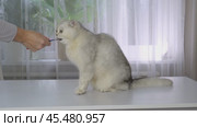 Curious cat treats himself to a treat with human hand and item in a bright room. Стоковое видео, видеограф Zakharova Natasha / Фотобанк Лори