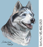 Colored hand drawing vector portrait of syberian husky. Стоковая иллюстрация, иллюстратор Алина Мелентьева / Фотобанк Лори