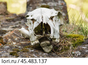 Башкирский государственный природный заповедник, череп марала (Cervus elaphus maral) на камнях. Bashkir State Nature Reserve, maral (Cervus elaphus maral) skull on the rocks. Стоковое фото, фотограф Евгений Романов / Фотобанк Лори