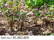 Цветущий морозник пурпурный (helleborus purpurascens) в ботаническом саду весной. Стоковое фото, фотограф Наталья Волкова / Фотобанк Лори