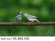 an adult wagtail bird sits on a fence and feeds its chick with insects from its beak, a summer day. Стоковое фото, фотограф ~✿Eлена Челышева(Кочина)✿~ / Фотобанк Лори
