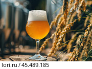 Glass of unfiltered craft beer with wheat stalks in a brewery. Стоковое AI-изображение, AI-художник Иван Рябоконь / Фотобанк Лори
