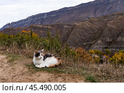 Кошка на фоне горного пейзажа. Редакционное фото, фотограф Наталия Дмитриева / Фотобанк Лори