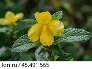 Blooming yellow flower with green leaves in natural habitat. Стоковое AI-изображение, AI-художник Иван Рябоконь / Фотобанк Лори
