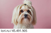 Charming dog showcasing its adorable features against a vibrant pink background. Стоковое AI-видео, аниматор Юрий Поздников / Фотобанк Лори
