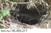 Полевой сверчок Gryllus campestris. Стоковое видео, видеограф Александр Мамонтов / Фотобанк Лори