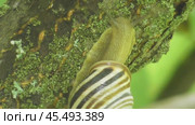 Улитка Австрийская цепея или Cepaea vindobonensis. Стоковое видео, видеограф Александр Мамонтов / Фотобанк Лори