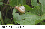Улитка Австрийская цепея или Cepaea vindobonensis. Стоковое видео, видеограф Александр Мамонтов / Фотобанк Лори