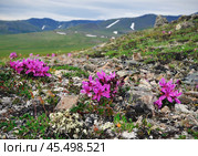 Рододендрон камчатский. Стоковое фото, фотограф ГОЛОВАСТОВ ИГОРЬ ИВАНОВИЧ / Фотобанк Лори