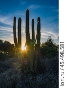 A bunch of cacti with a sun shining on them. Стоковое фото, фотограф Дмитрий Брусков / Фотобанк Лори