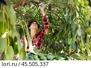 Positive farmer woman picking avocados in garden. Стоковое фото, фотограф Яков Филимонов / Фотобанк Лори