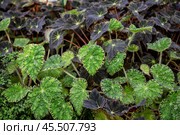 Begonia leaves. Стоковое фото, фотограф Юлия Бабкина / Фотобанк Лори