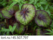 Begonia Leaves. Стоковое фото, фотограф Юлия Бабкина / Фотобанк Лори