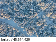 Morning aerial view of the winter forest. Top view of snow-covered larch trees. Beautiful northern nature. Ski trails in the winter forest. Ecological tourism in the woodland. Natural background. Стоковое фото, фотограф Андрей Степанов / Фотобанк Лори