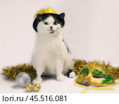 black and white cat in christmas fancy dress hat. Стоковое фото, фотограф Артем Курутин / Фотобанк Лори