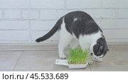 Cat is eating fresh green pet grass. White and grey Scottish fold cat sitting beside a plant pot with green sprouted oats. Natural hairball treatment. Concept of pet health and animal feeding guides. Стоковое видео, видеограф Ирина Михайличенко / Фотобанк Лори