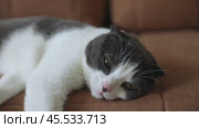 Scottish fold white and gray cat lying on the brown sofa at home. Pet concept. Стоковое видео, видеограф Ирина Михайличенко / Фотобанк Лори