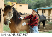 Female worker in plaid shirt combs tethered horse in stable. Стоковое фото, фотограф Яков Филимонов / Фотобанк Лори
