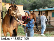 Two female workers in plaid shirt combs tethered horse in stable. Стоковое фото, фотограф Яков Филимонов / Фотобанк Лори