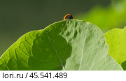 Ladybug on a large green leaf on a Sunny day. Стоковое видео, видеограф Виктор Тихонов / Фотобанк Лори