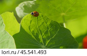 Ladybug on a large green leaf on a Sunny day. Стоковое видео, видеограф Виктор Тихонов / Фотобанк Лори