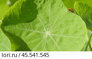 Ladybug on a large green leaf on a Sunny day. Стоковое видео, видеограф Виктор Тихонов / Фотобанк Лори