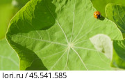 Ladybug on a large green leaf on a Sunny day. Стоковое видео, видеограф Виктор Тихонов / Фотобанк Лори