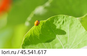 Ladybug on a large green leaf on a Sunny day. Стоковое видео, видеограф Виктор Тихонов / Фотобанк Лори