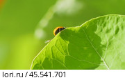 Ladybug on a large green leaf on a Sunny day. Стоковое видео, видеограф Виктор Тихонов / Фотобанк Лори